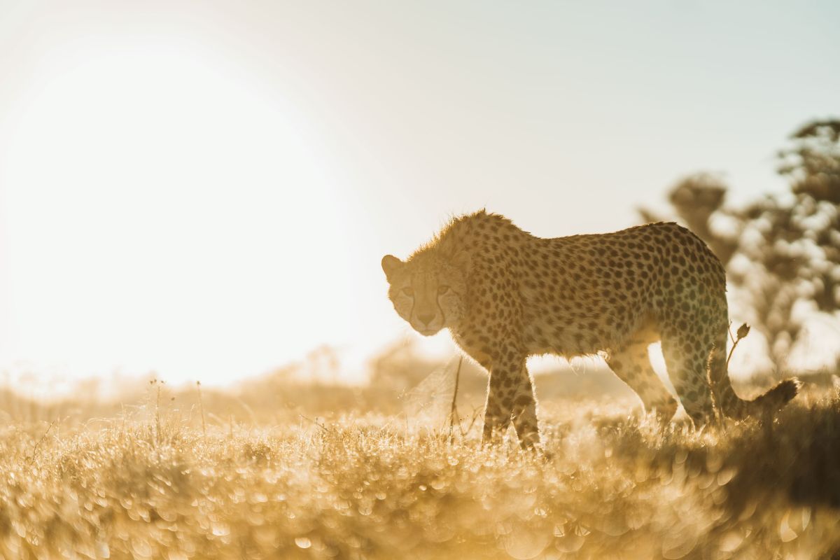 Cheetah Conservation in Action at Lalibela in the Eastern Cape