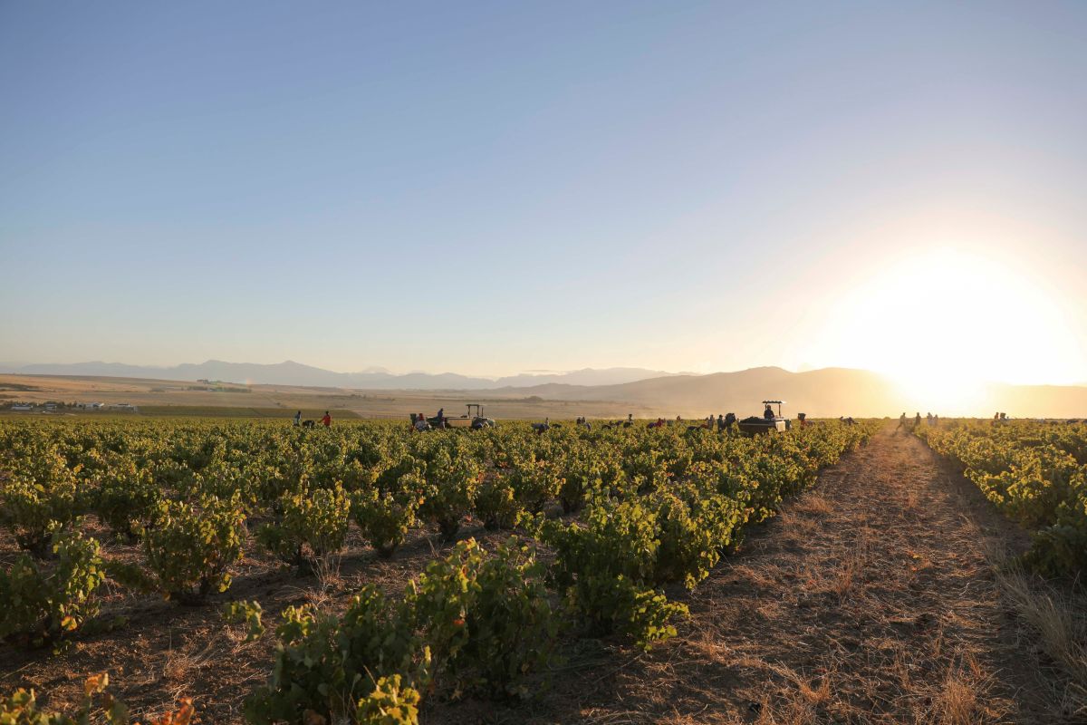 Swirl, Sniff, Sip – and Discover the Story Behind the Wine