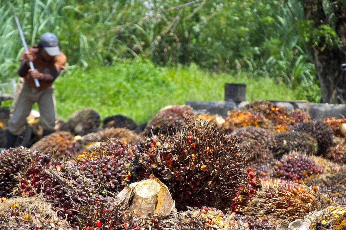 From Plantation to Plate: Malaysia’s Palm Oil Story Inspires a Greener Culinary Future