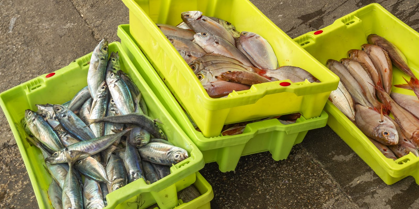 Fresh fish packed in green plastic delivery crates at a goods-in area