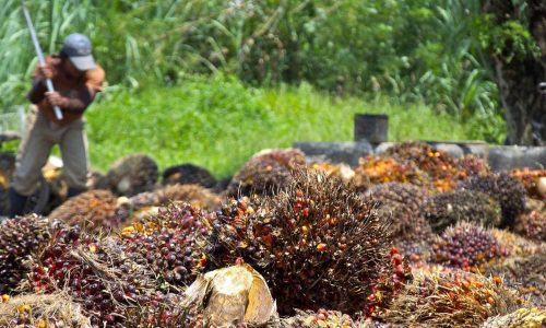 From Plantation to Plate: Malaysia’s Palm Oil Story Inspires a Greener Culinary Future