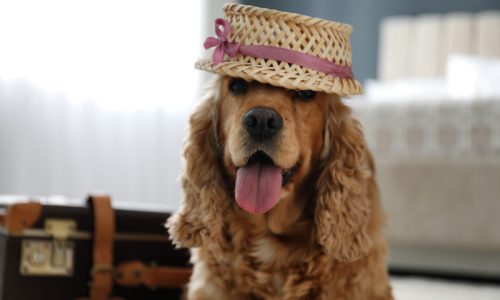 Ankerdata.Pet.Friendly