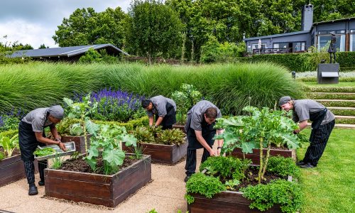 Chefs harvesting fresh vegetables from a garden for a zero-waste zone kitchen